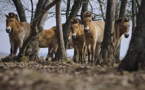 Un gruppo di cavalli selvatici nel Parco Nazionale di Hortobagy, nella steppa ungherese