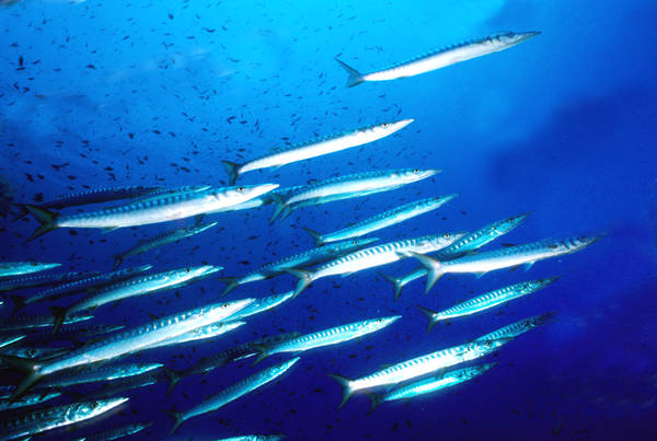 Frammenti di rifiuti in 25% del pesce in mercati di Usa e Indonesia