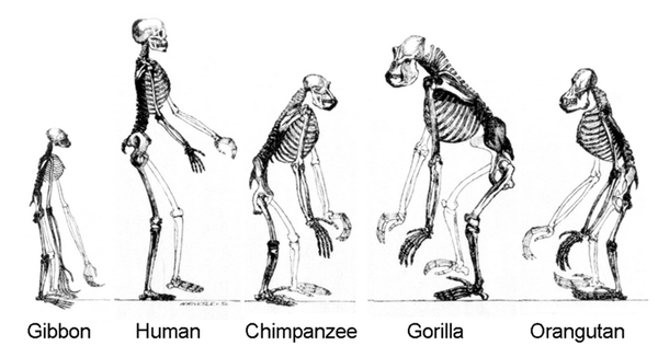 Lo scheletro umano a confronto con quello degli altri primati
