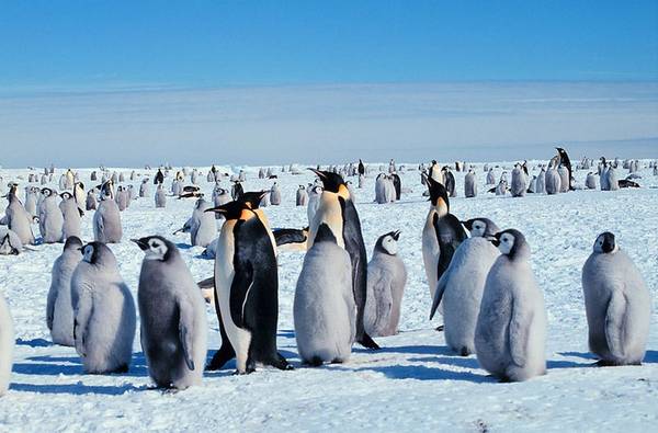 Realizzato il primo censimento 'spaziale' dei pinguini imperatore (fonte: Michael Van Woert, NOAA NESDIS, ORA) 
