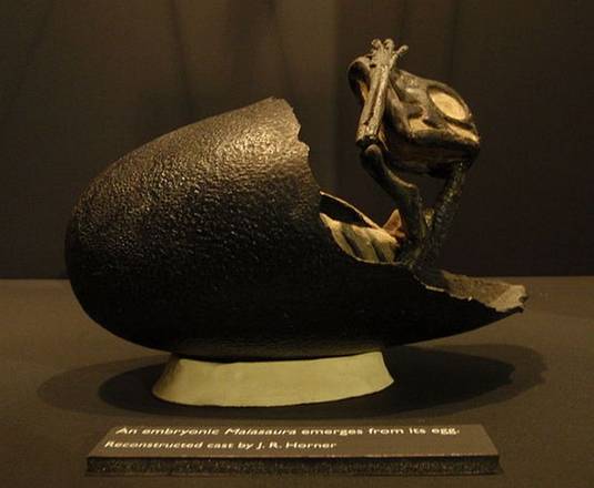 Ricostruzione di un embrione di maiasaura che esce dal guscio (fonte: Museum of the Rockies)
