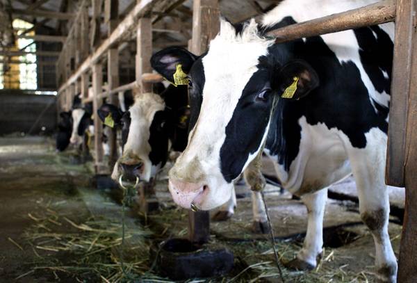 Provocate da bovini 74% emissioni gas effetto serra