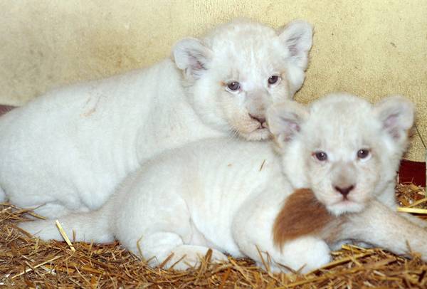 Due cuccioli di leone bianco fotografati nel Parco di Serengeti a Hodenhagen, in Germania