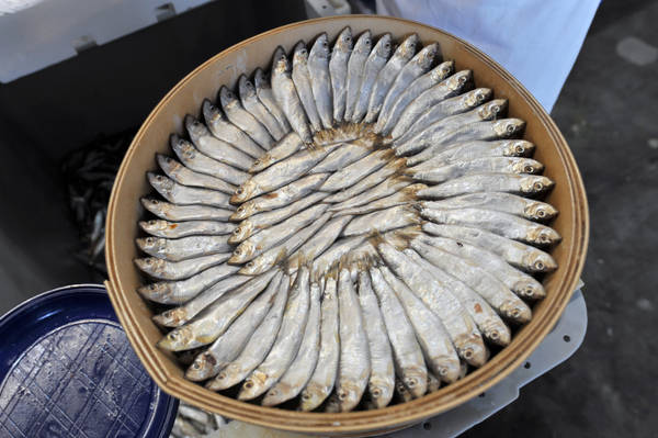 Ue vara il Piano Adriatico, nessuna quota per sardine-acciughe