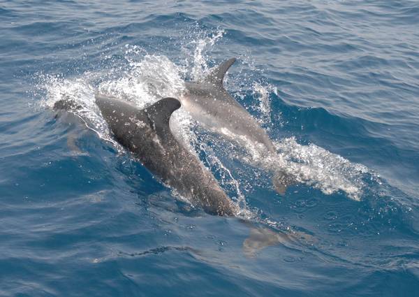 Ambiente: Delphis 2013, 130 cetacei avvistati
