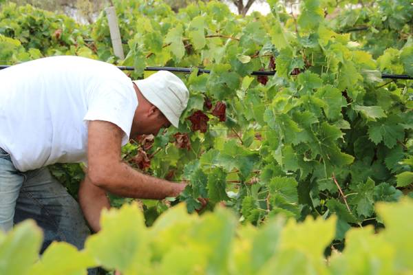 Tra vigne, acetaie e distillerie 5% occupati in Italia