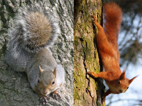 Scoiattolo grigio americano e scoiattolo rosso europeo
