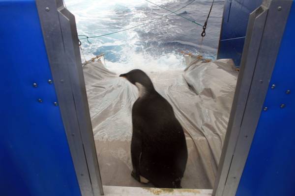Nuova Zelanda: morto pinguino spiaggiato dopo 2000 km deriva