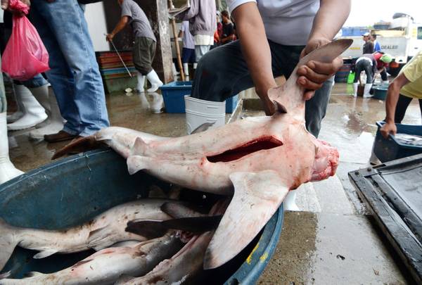Pesca: Ue salva gli squali, in vigore stop taglio pinne