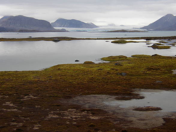 Le aree verdi dell'Artico destinate ad aumentare nei prossimi decenni