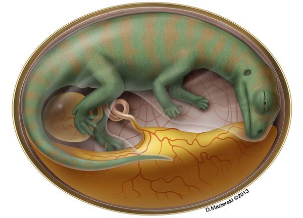 Ricostruzione di un embrione di dinosauro all’interno di un uovo (Fonte: Artwork by D. Mazierski)