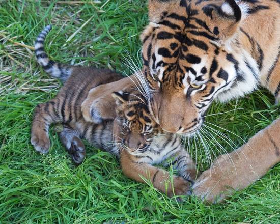 La mamma protegge con la zampa il suo tigrotto, da San Francisco Zoo via european pressphoto agency