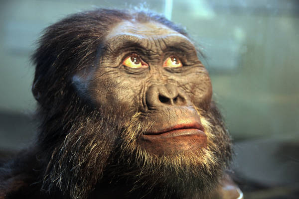 Ricostruzione dell'aspetto dell'Australopithecus afarensis, nel Museo Smithsonian di Storia Naturale a Washington (fonte: Tim Evanson)