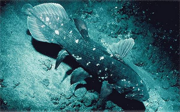 Un esemplare di celacanto (fonte: MarineBio Conservation Society)