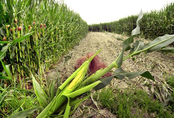 Ogm: governo respinge richiesta coltivazione mais biotech