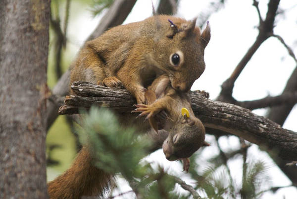Una femmina di scoiattolo trasferisce il piccolo da un nido ad un altro (fonte: Ryan W. Taylor)