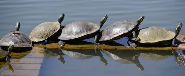 Ambiente: India, schiuse milioni di uova di tartaruga Ridley