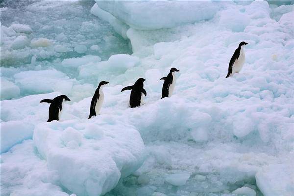 1366905997195_antarcticpenguins