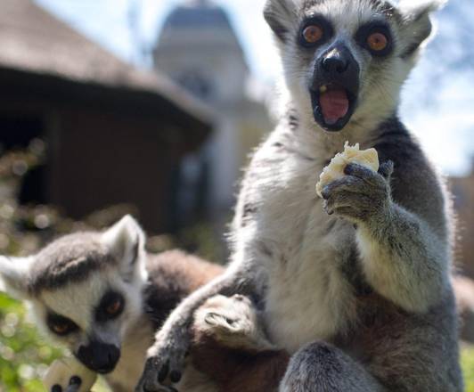 Giovani lemuri dalla coda ad anelli cnello zoo di Wroclaw a Wroclaw, in Polonia