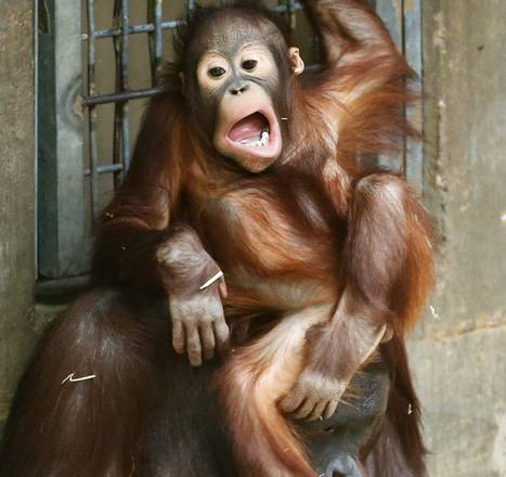 La danza del piccolo orangotango