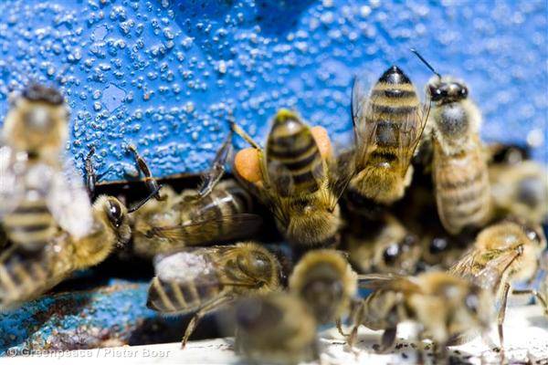 Senza api a rischio 75% colture, mele e fragole piu' colpite