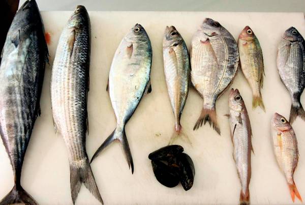 Pesca: passa riforma Ue; stop a sprechi, si' a limiti
