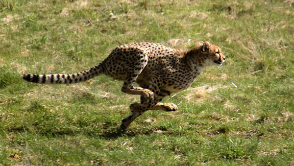 Lo scatto dei ghepardi quattro volte più potente rispetto a quello di Usain Bolt (fonte: Malene Thyssen)