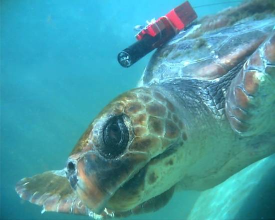 Una tartaruga marina equipaggiata con una telecamera 3D (fonte: Tomoko Narazaki, Atmosphere and Ocean Research Institute, University of Tokyo)