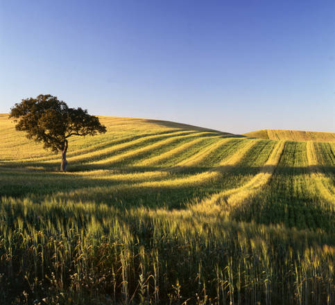 campi di grano nella regione portoghese dell’Alentejo, a nordest di Lisbona
