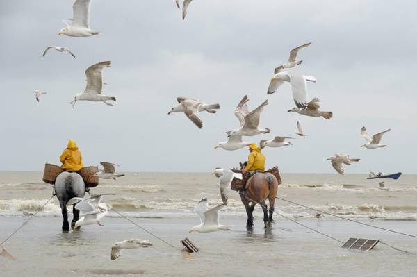 Pescatori di gamberi a cavallo nel Mar del Nord