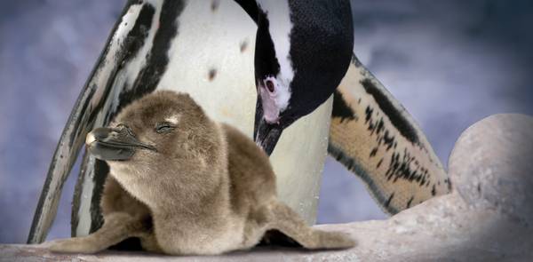 Nato un pinguino di Humboldt a Cattolica