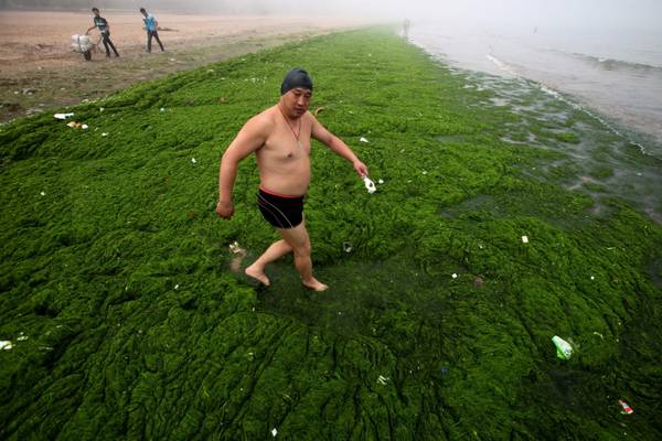 Un bagnante attraversa la distesa di alghe per raggiungere il mare