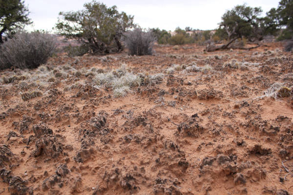 Deserto nel Colorado Plateaus, nello Utah (fonte: Estelle Couradeau)