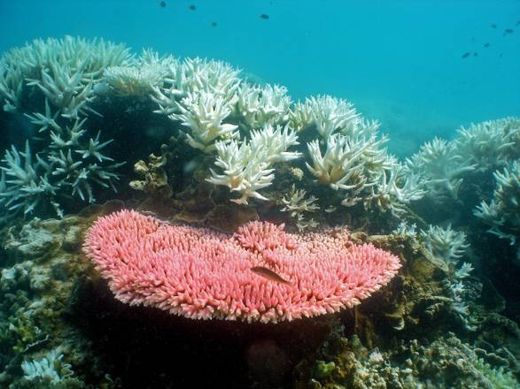 Australia: bombe Usa su barriera corallina, ok a recupero