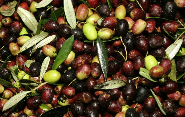 “Solo olive italiane”, spinta a consumi made in Italy