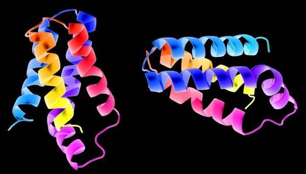 Struttura della proteina prodotta dal gene mTor (fonte: Emw)