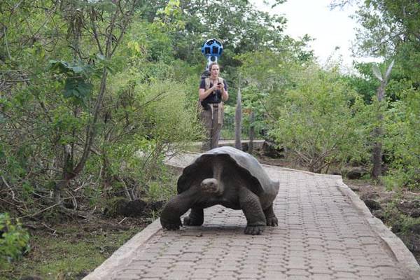 Galapagos, il trekker di Street View 'intercetta' una tartaruga gigante