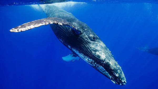 Ambiente: Collisioni tra navi e balene, muore il 20% cetacei