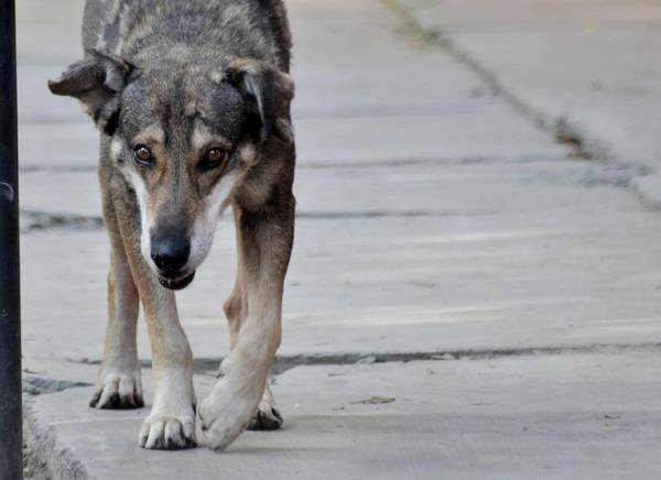 Il cane Haci attende invano da 5 anni, in una via di Cochabamba, Bolivia,  il suo padrone morto in un incidente stradale