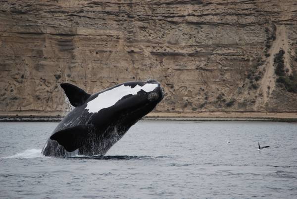 Rumore motori navi può disturbare richiami balene