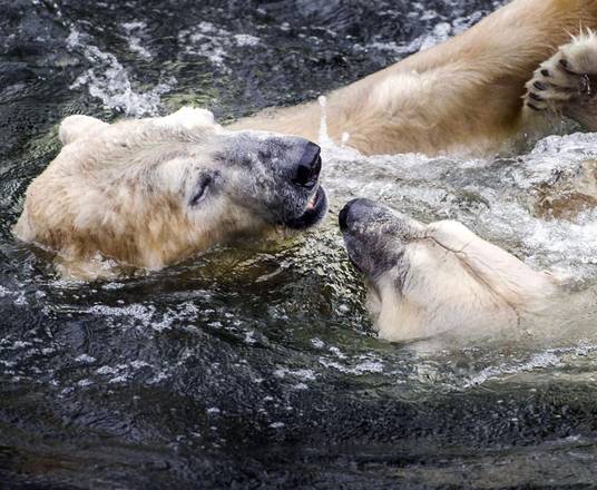 Polars bears reunited [ARCHIVE MATERIAL 20140123 ]