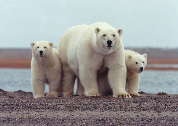 Gli orsi polari sono 'stressati' a causa del cambiamento climatico (fonte: U.S. Fish and Wildlife Service Headquarters)