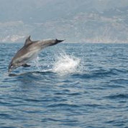 Lav e Marevivo insieme per campagna 'Sos delfini'