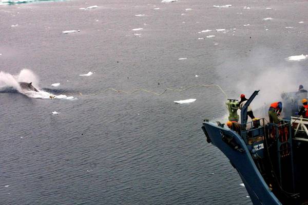 Balene: Giappone, missione esplorativa in oceano Antartico
