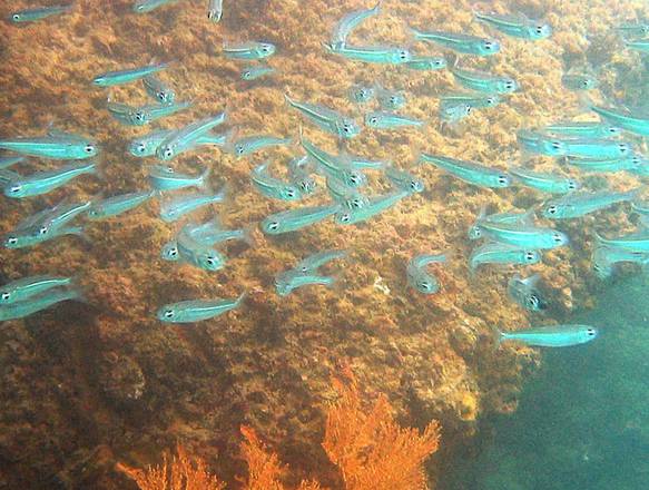 Con CO2 in acqua pesci perdono istinto sopravvivenza