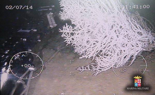 Scoperti coralli bianchi vivi su fondali delle Cinque Terre