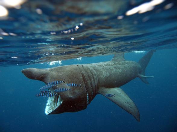 La pesca sportiva in 'aiuto' degli squali del Mediterraneo
