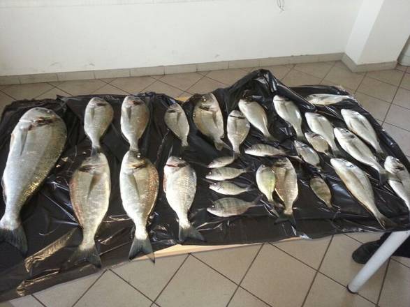 Pesca: esemplare rarissimo pescato nel mare di Sciacca