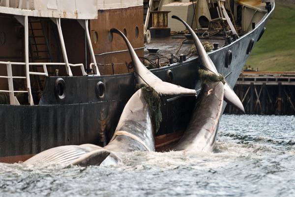 Pesca: Briano,stop Giappone mattanza 4mila balene in 12 anni