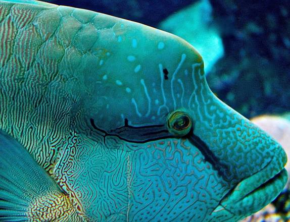 Coralli, scoperte 15 inaspettate 'oasi di vita' nel mondo